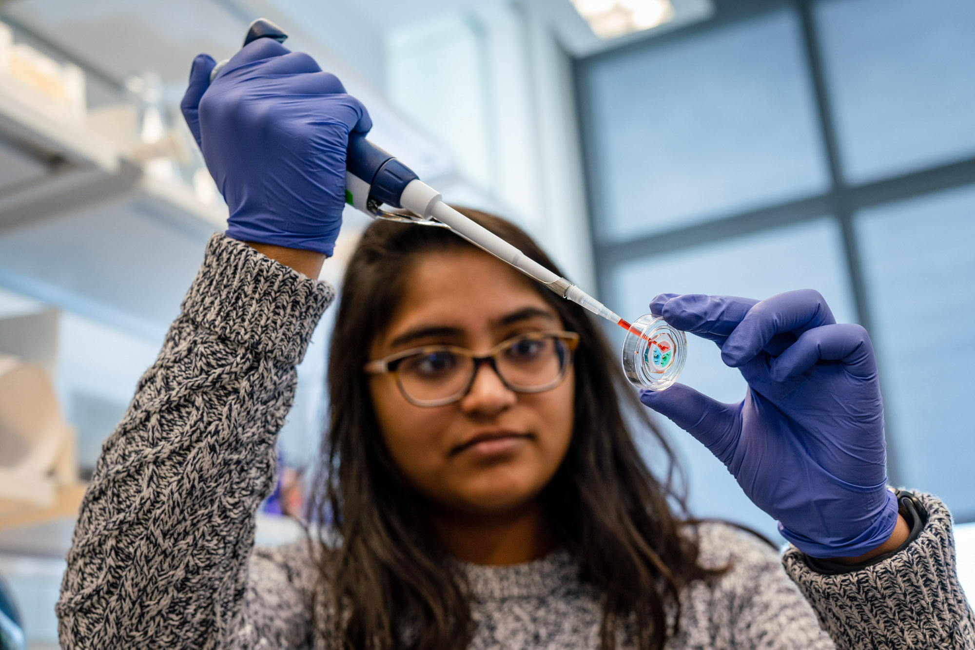 A student wearing purple gloves conducts an experiment in the Lammerding Research Lab.