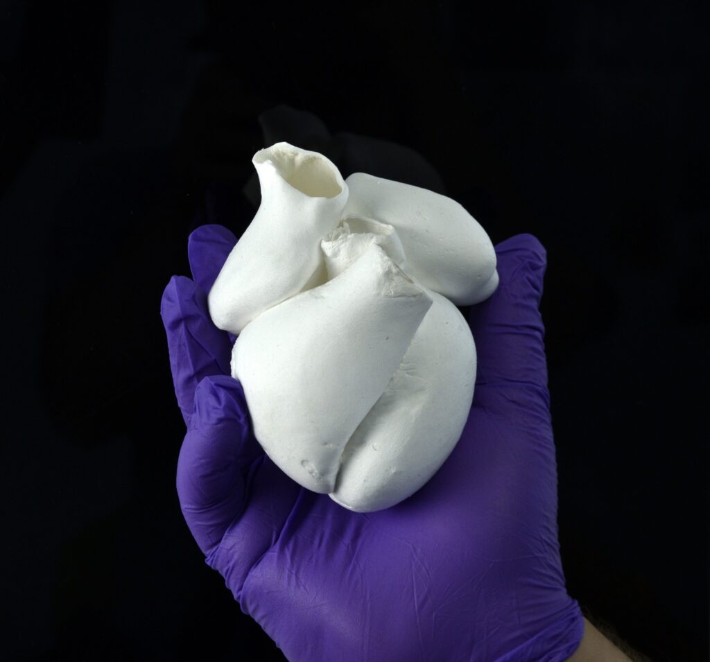 Full-scale four-chambered human heart model composed of single-micrometer fibers (scale bar, 2 cm).