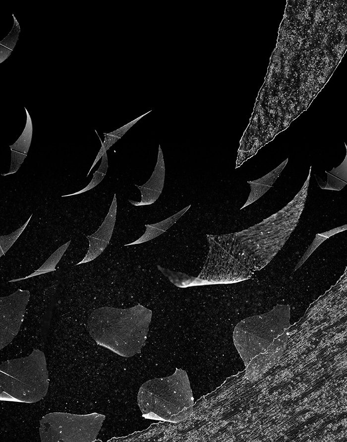 Biohybrid robot rays made from engineered cardiac muscle tissue self-propel using natural fin geometries.