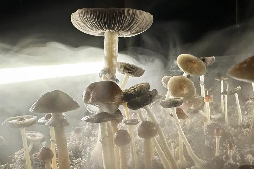mushrooms