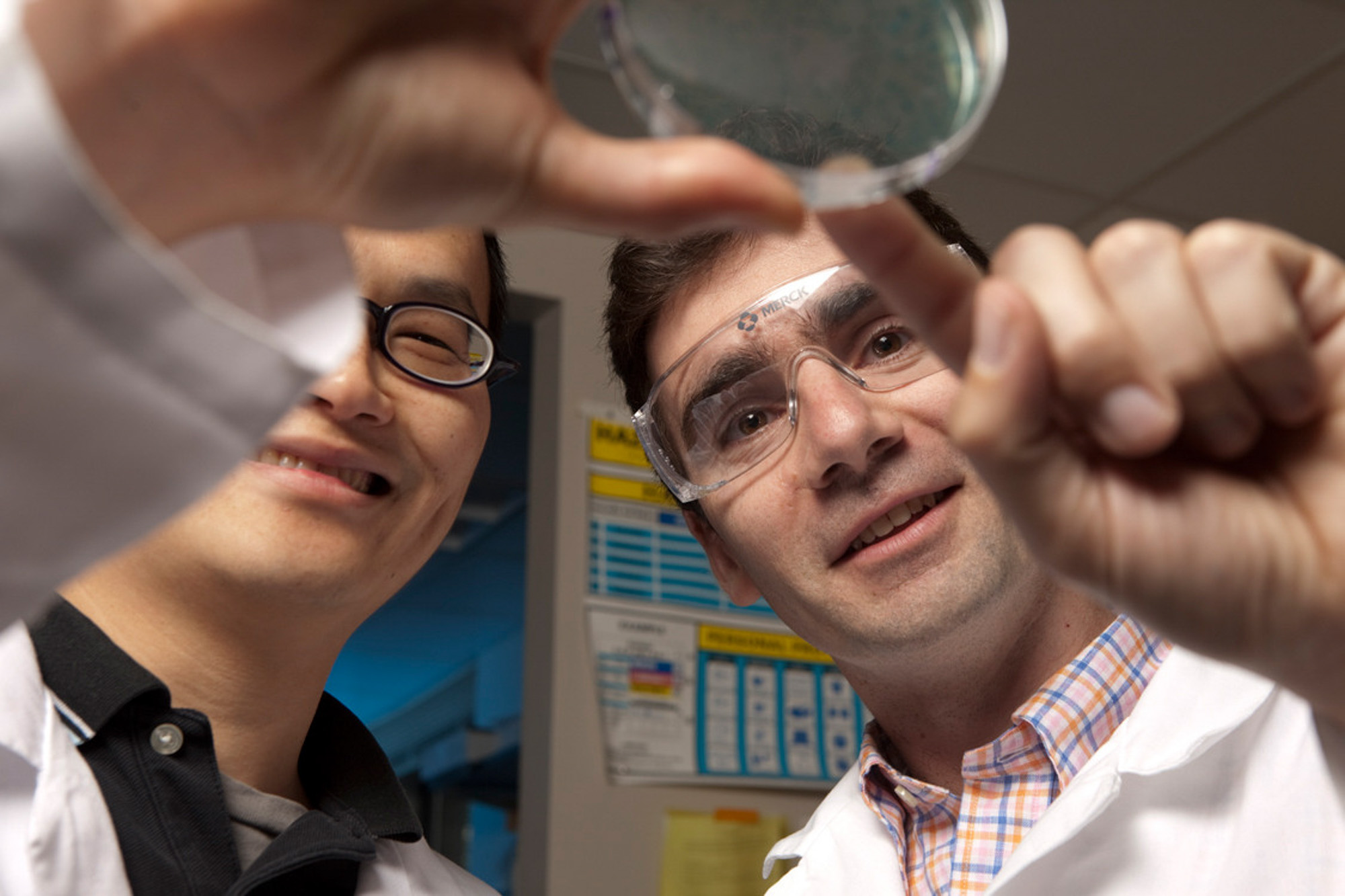Professor Matt DeLisa and a student examine a petri dish in the DeLisa lab.