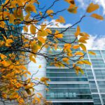 Large glass windows of Duffield Hall with fall leaves in foreground
