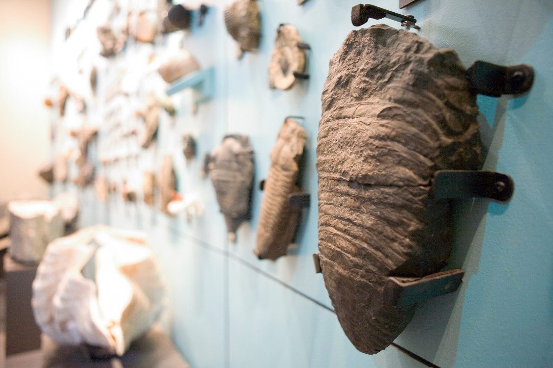 A collection of brown and light-colored fossils attached to a wall and displayed on tables