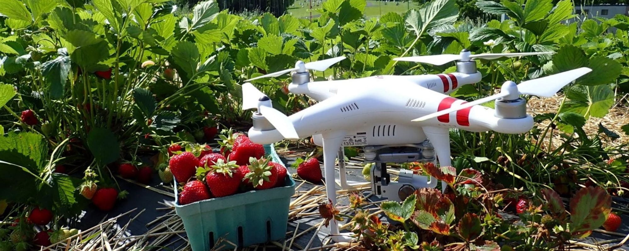 A drone in a strawberry field working on pollination. in Kirsten Petersen's lab