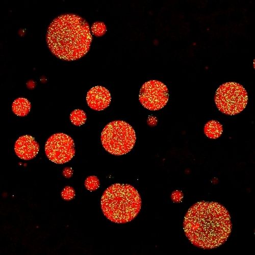 BSA Droplets from Soft Living Cells lab with Eric Dufresne