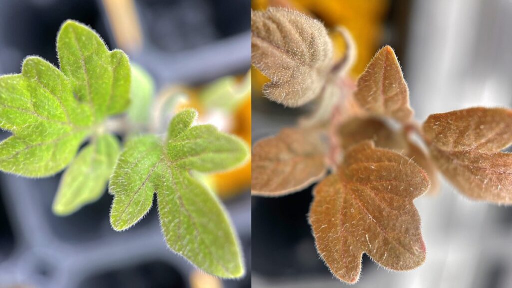 green and brown tomato leaves